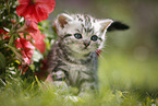 British Shorthair Kitten