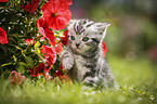 British Shorthair Kitten