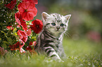 British Shorthair Kitten