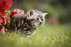 British Shorthair Kitten