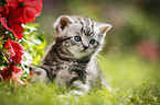 British Shorthair Kitten