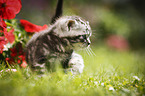 British Shorthair Kitten