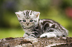 British Shorthair Kitten