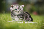 British Shorthair Kitten