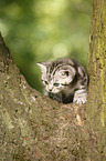 British Shorthair Kitten