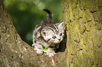 British Shorthair Kitten