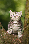 British Shorthair Kitten