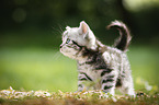 British Shorthair Kitten