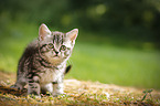 British Shorthair Kitten