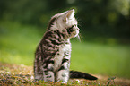 British Shorthair Kitten