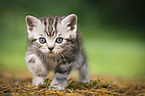 British Shorthair Kitten