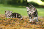 British Shorthair Kitten