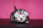 newborn British Shorthair kitten