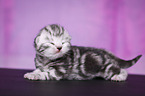 newborn British Shorthair kitten