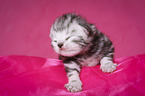 newborn British Shorthair kitten