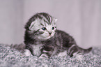 young British Shorthair Kitten