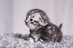 young British Shorthair Kitten