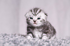 young British Shorthair Kitten