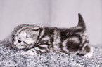 young British Shorthair Kitten