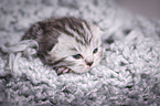 young British Shorthair Kitten