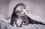 young British Shorthair Kitten