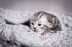 young British Shorthair Kitten