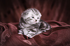 young British Shorthair Kitten