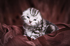 young British Shorthair Kitten