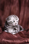 young British Shorthair Kitten