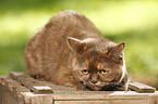 lying British Shorthair