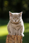 British Shorthair Kitten