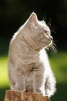 British Shorthair Kitten