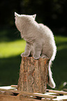 British Shorthair Kitten