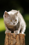 British Shorthair Kitten