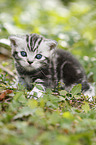 British Shorthair Kitten