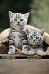 2 British Shorthair Kitten