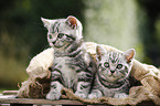 2 British Shorthair Kitten