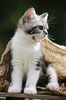 British Shorthair Kitten