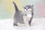 British Shorthair Kitten