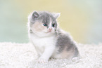 British Shorthair Kitten