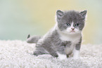 British Shorthair Kitten