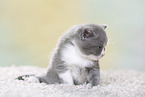 British Shorthair Kitten