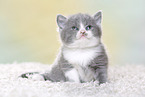 British Shorthair Kitten