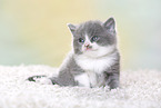 British Shorthair Kitten