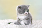 British Shorthair Kitten