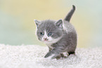 British Shorthair Kitten