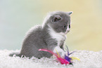 British Shorthair Kitten