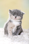 British Shorthair Kitten