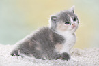 British Shorthair Kitten