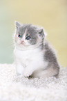 British Shorthair Kitten